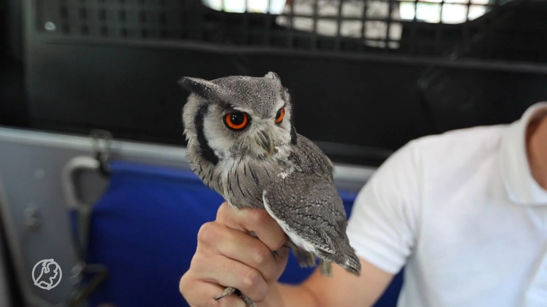 Exotische uil gevonden in Rijswijk: 'Heel bijzonder'