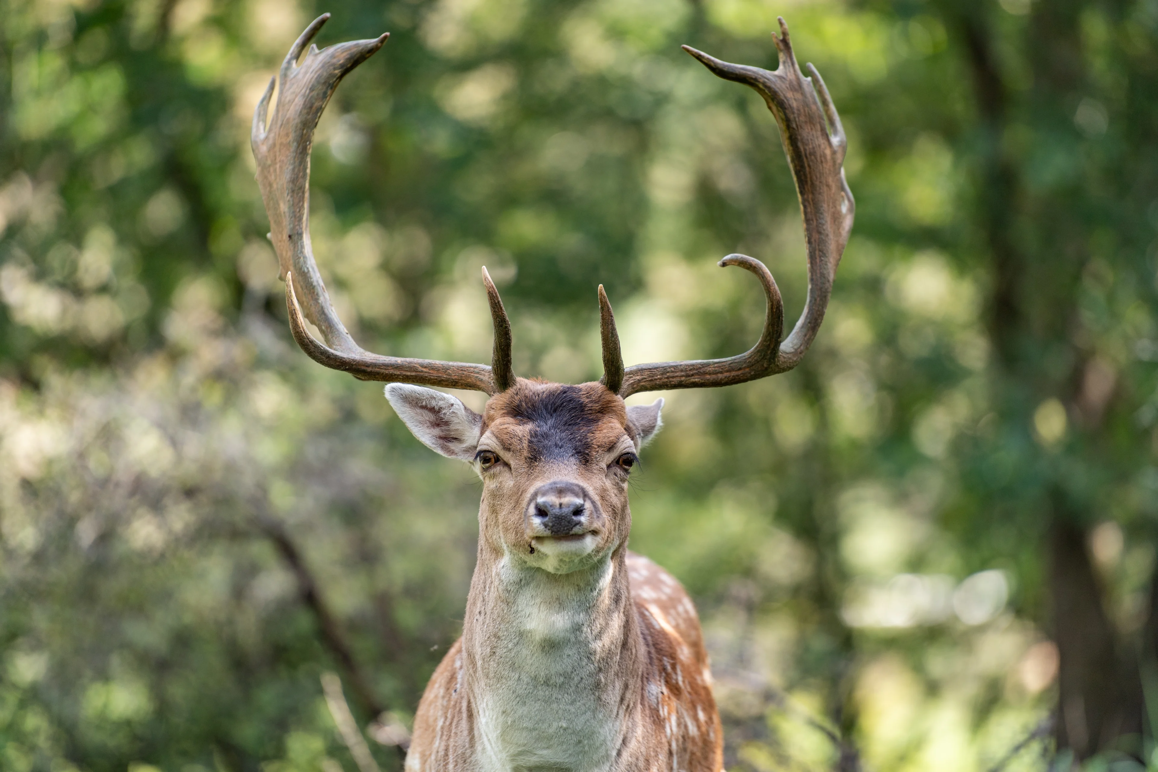 'Gewei van aangereden edelhert afgezaagd door onbekenden'