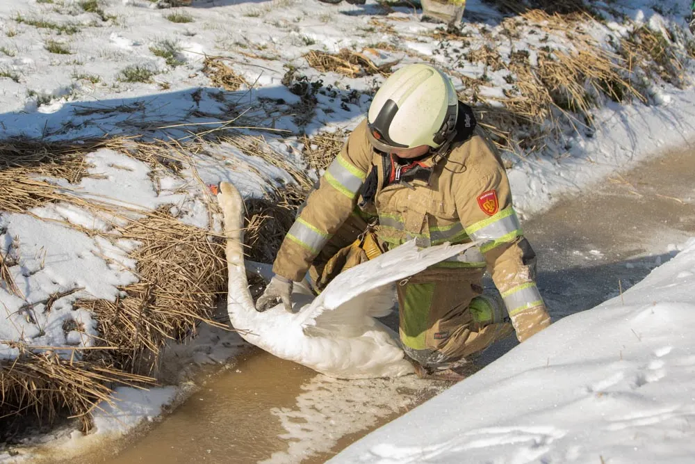 Brandweer redt vastgevroren zwaan in Eemnes, vogel helemaal uitgeput