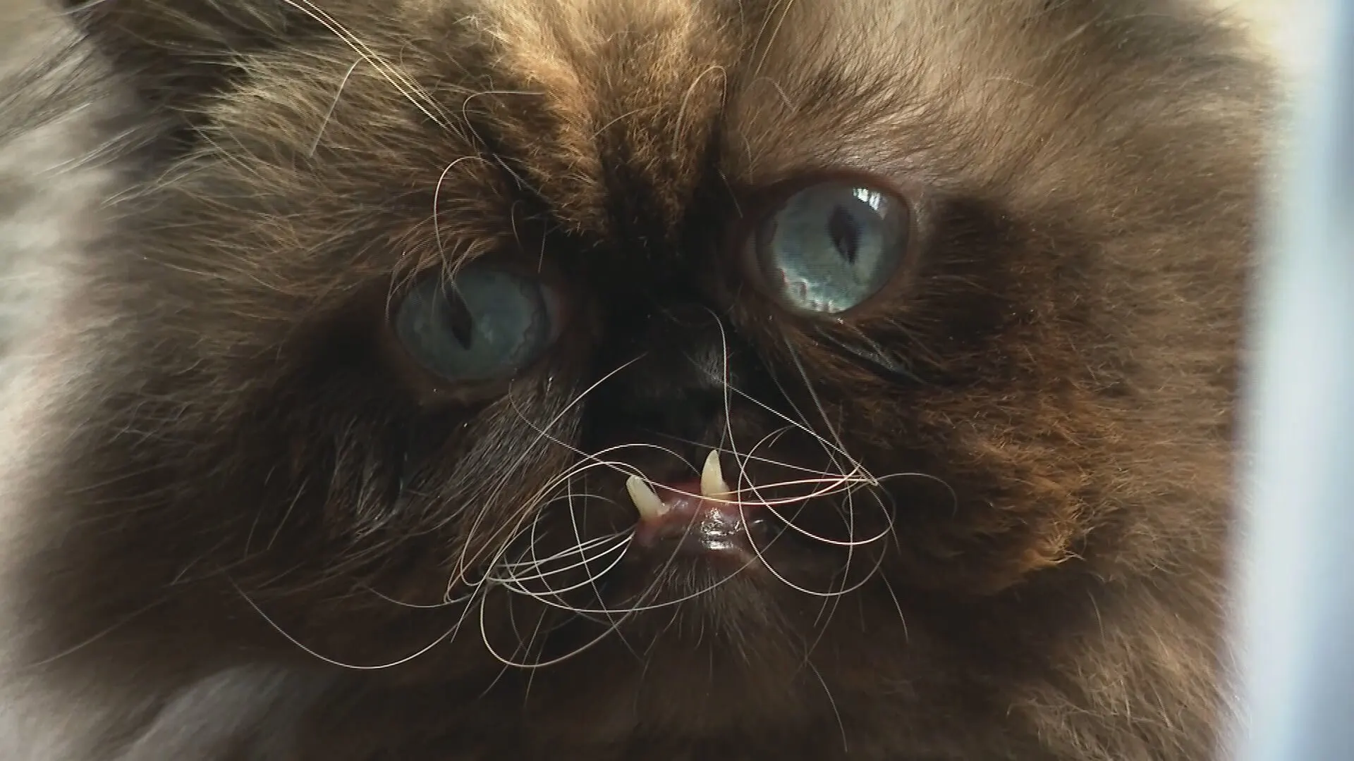 Kat Yohji uit Haarlem is 'Instafamous' dankzij zijn gekke bek