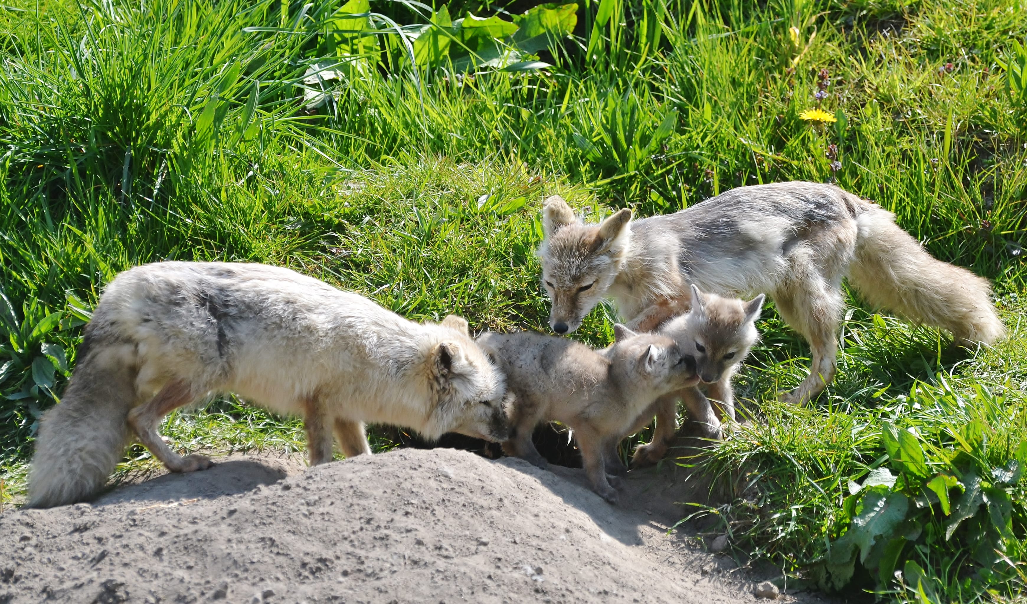 Bijzonder: voor het eerst in bijna tien jaar Steppevosjes geboren in Dierenrijk