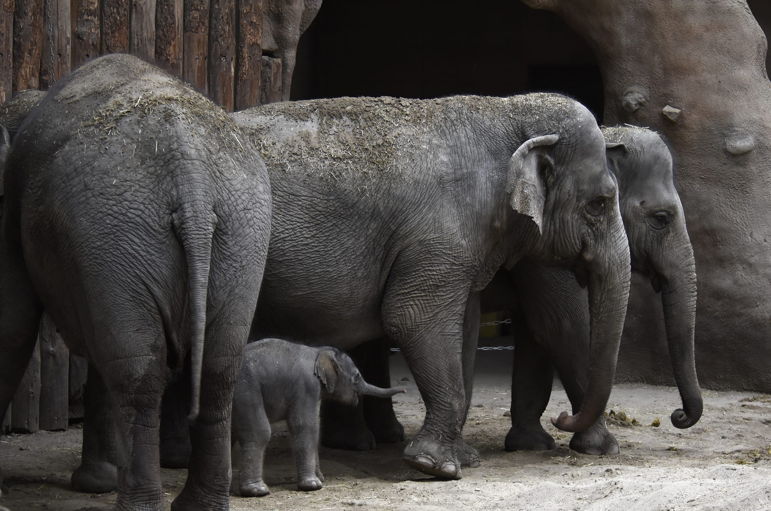 Hoe moet het babyolifantje in Blijdorp gaan heten? 'Slurfie McSlurfface!'