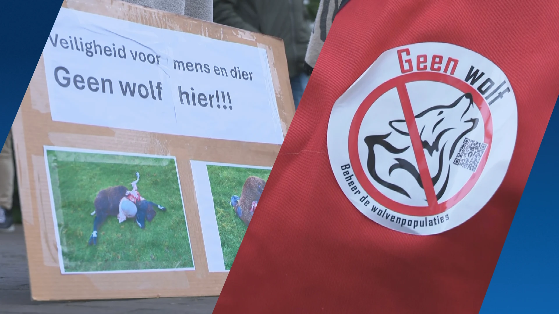 Boze Barnevelders protesteren tegen wolf: ‘Het kan echt niet verder zo’