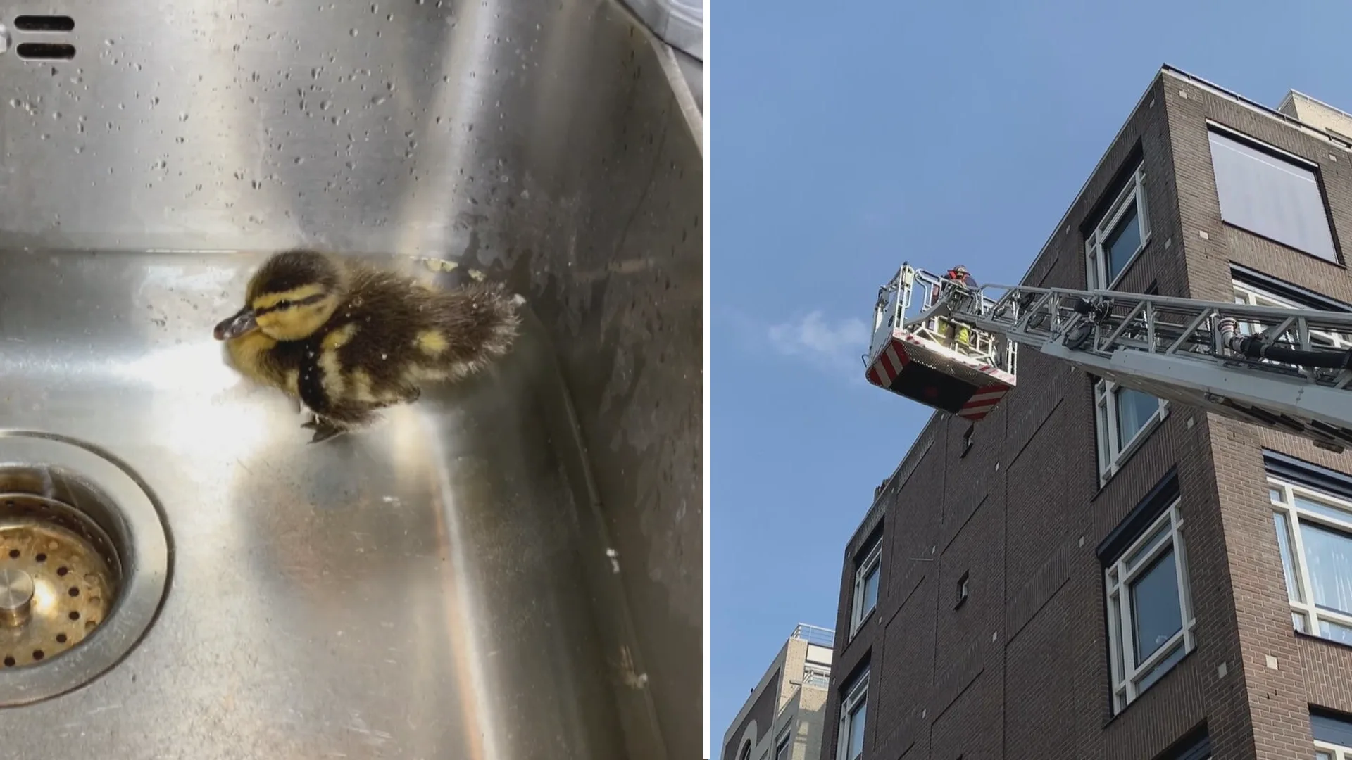 Eendje valt uit nestje op dak van penthouse Maastricht