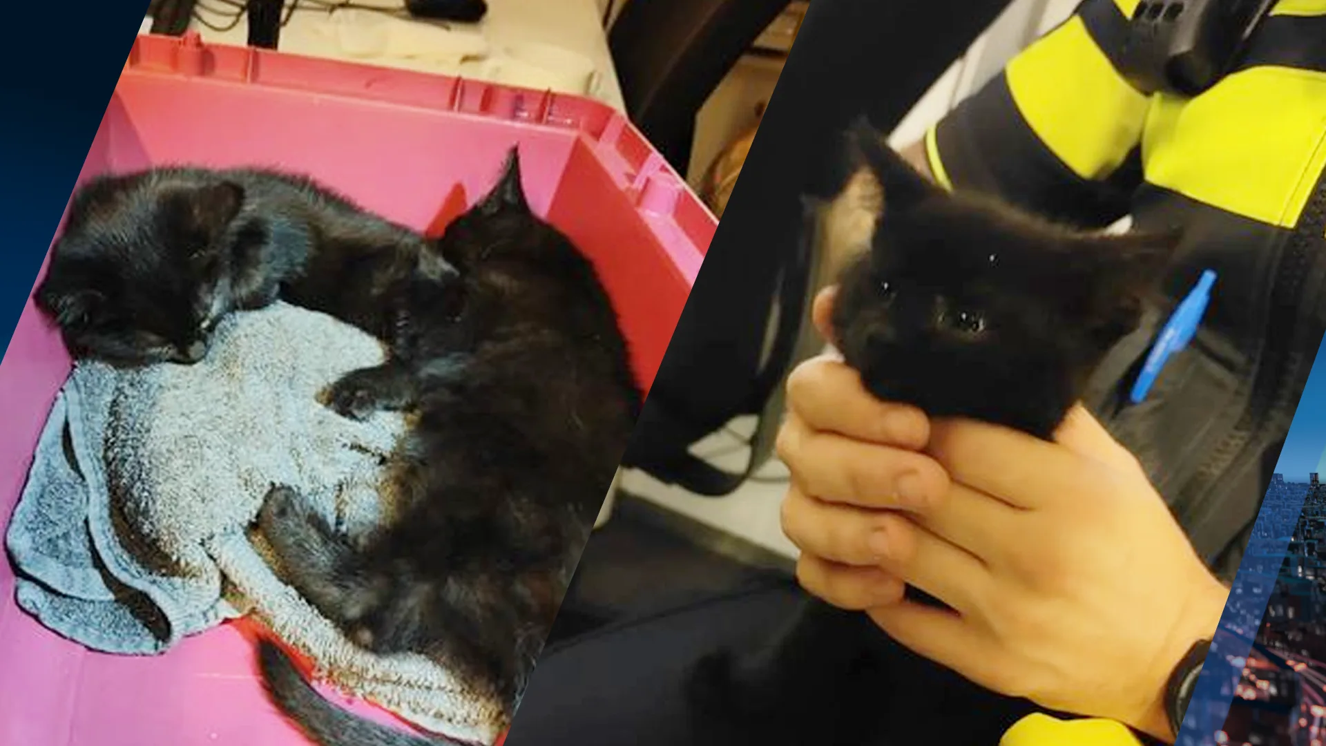 Agenten ontdekken verwaarloosde kittens in bier gedrenkte kooi