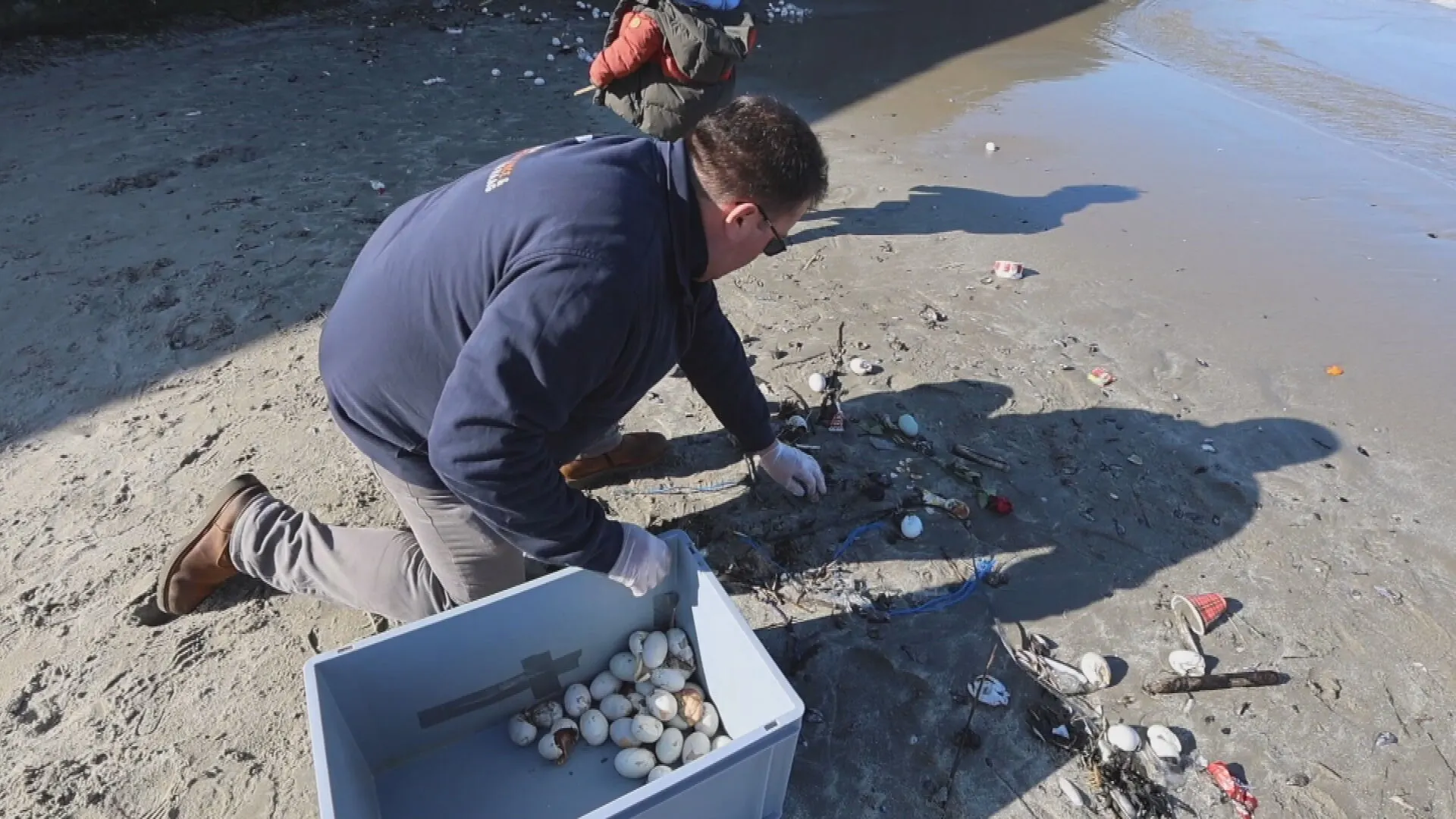 Mysterieuze eieren aangespoeld op strand van Scheveningen