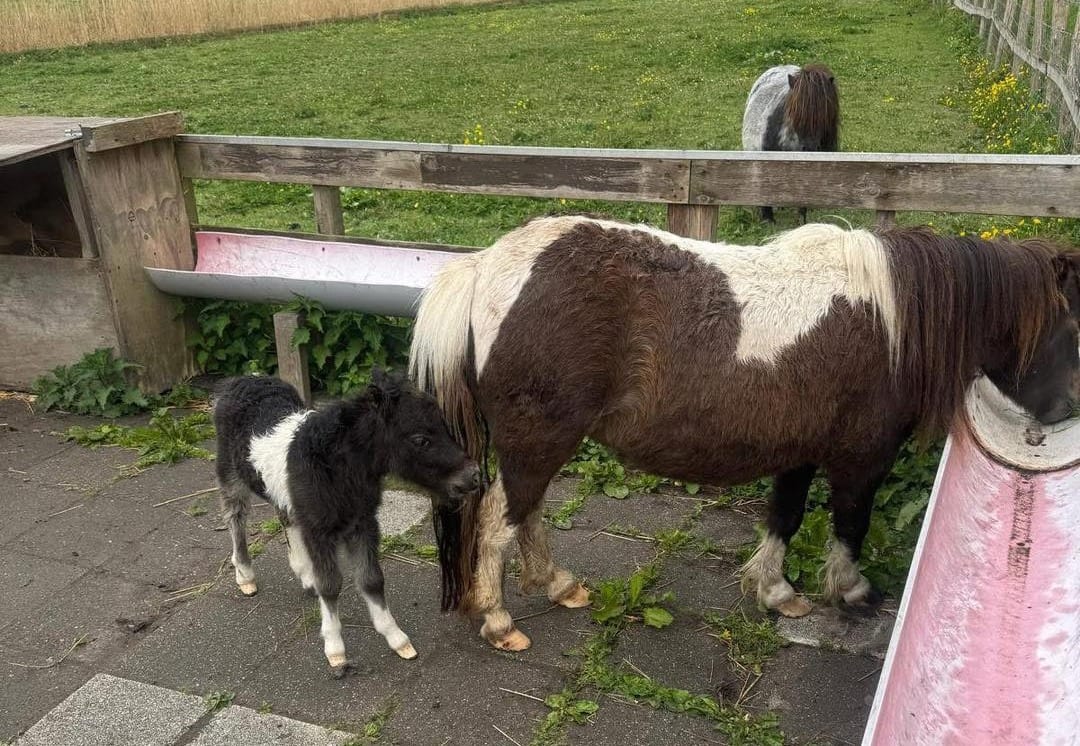 Pasgeboren veulentje gestolen uit wei bij Amsterdam: 'Ze heeft haar moeder nodig'