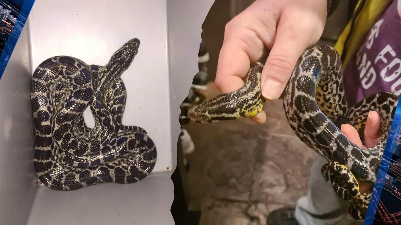 Wurgslang aangetroffen in Schijndel, wie is zijn anaconda kwijt?