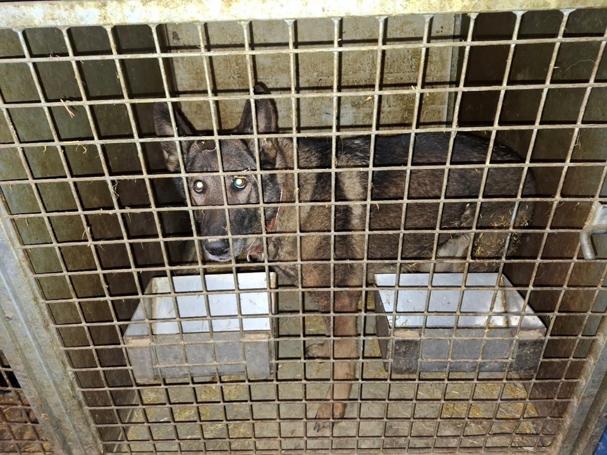 Dieren in vieze, donkere loods: honden, konijnen en kraai in beslag genomen