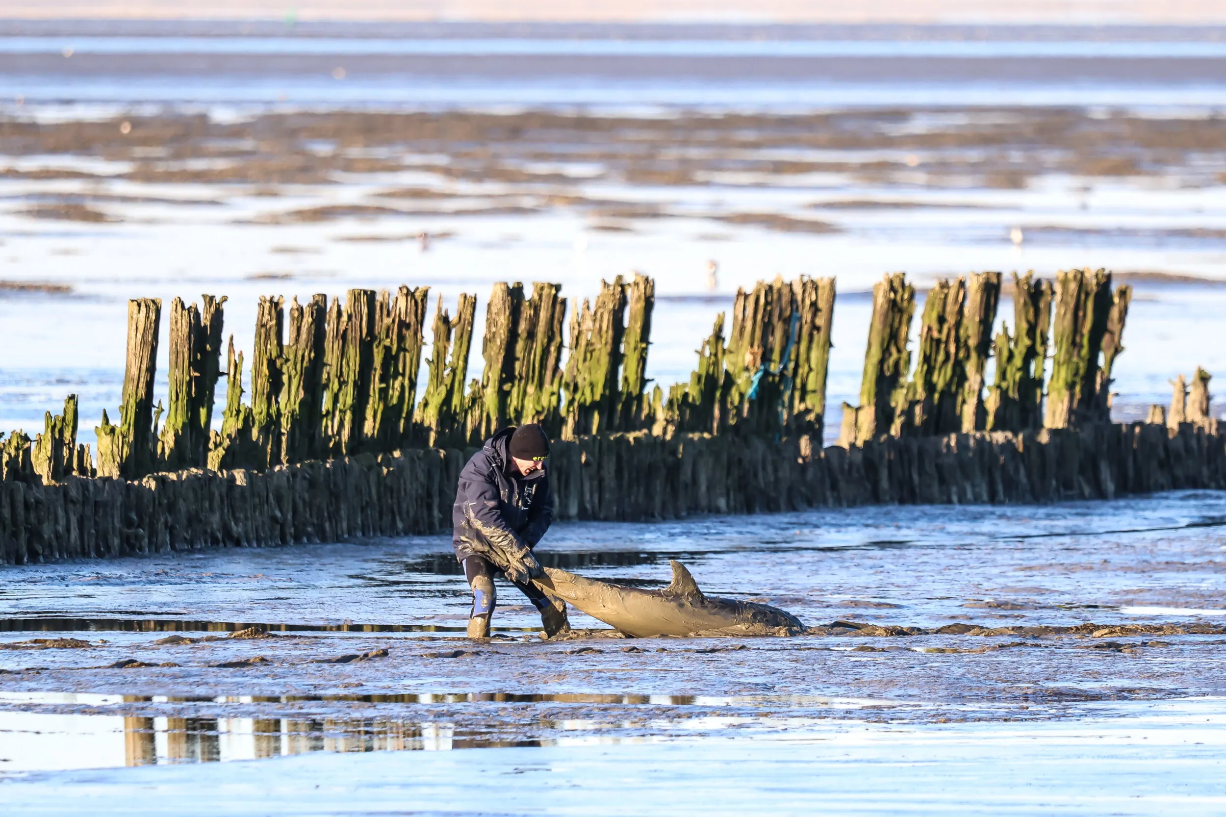 Opnieuw dolfijn aangespoeld op wad bij Wierum: dood uit het slijk gehaald