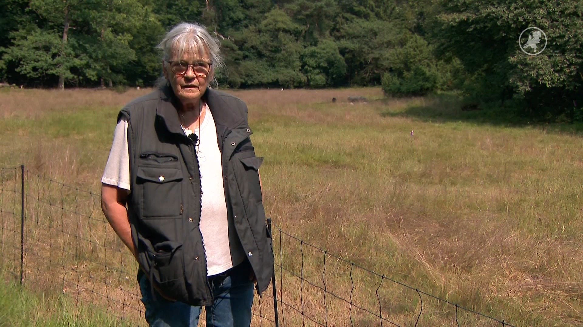 Goed nieuws voor herder Mieke: al haar schapen weer terecht