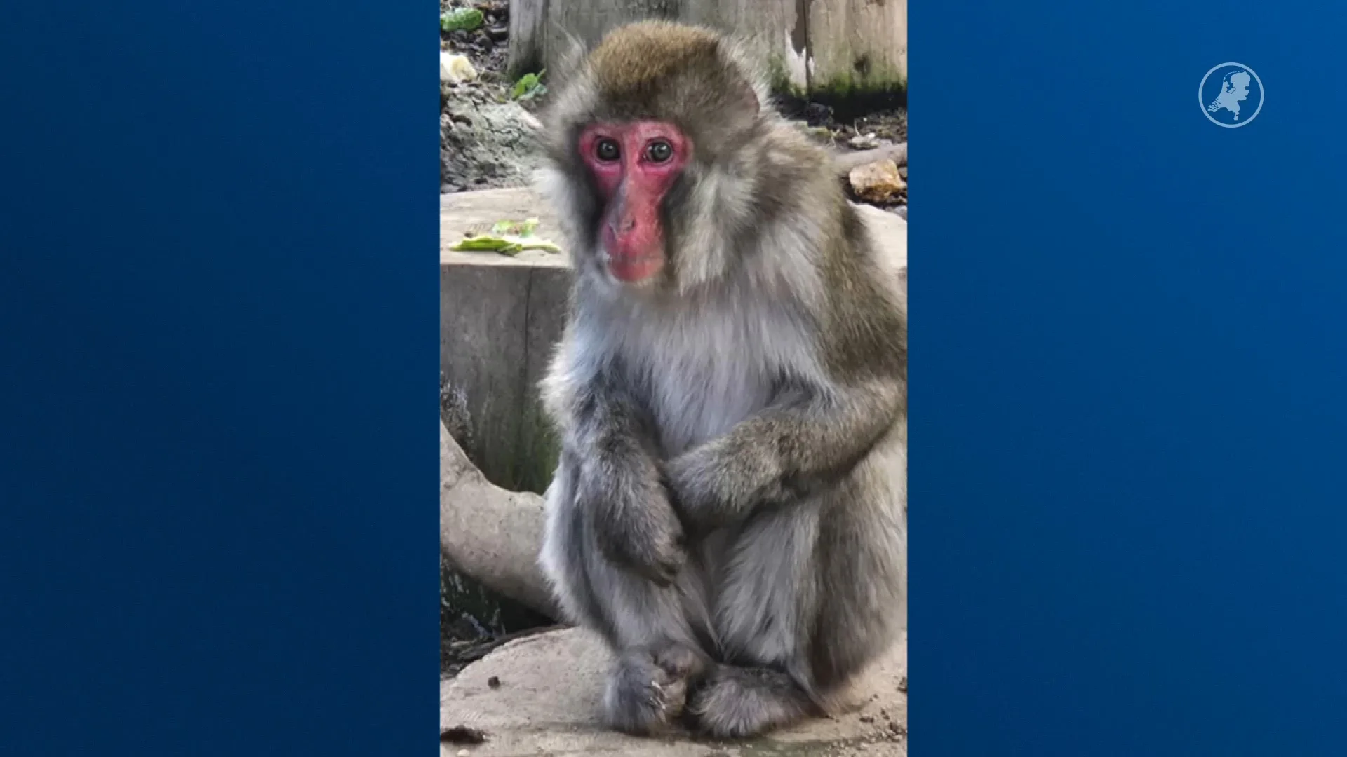 Makaak Sasha zwaar mishandeld in Slowakije, stichting AAP redt haar