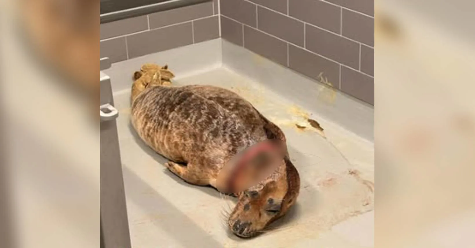 Grijze zeehond met diepe nekwond gered in Callantsoog