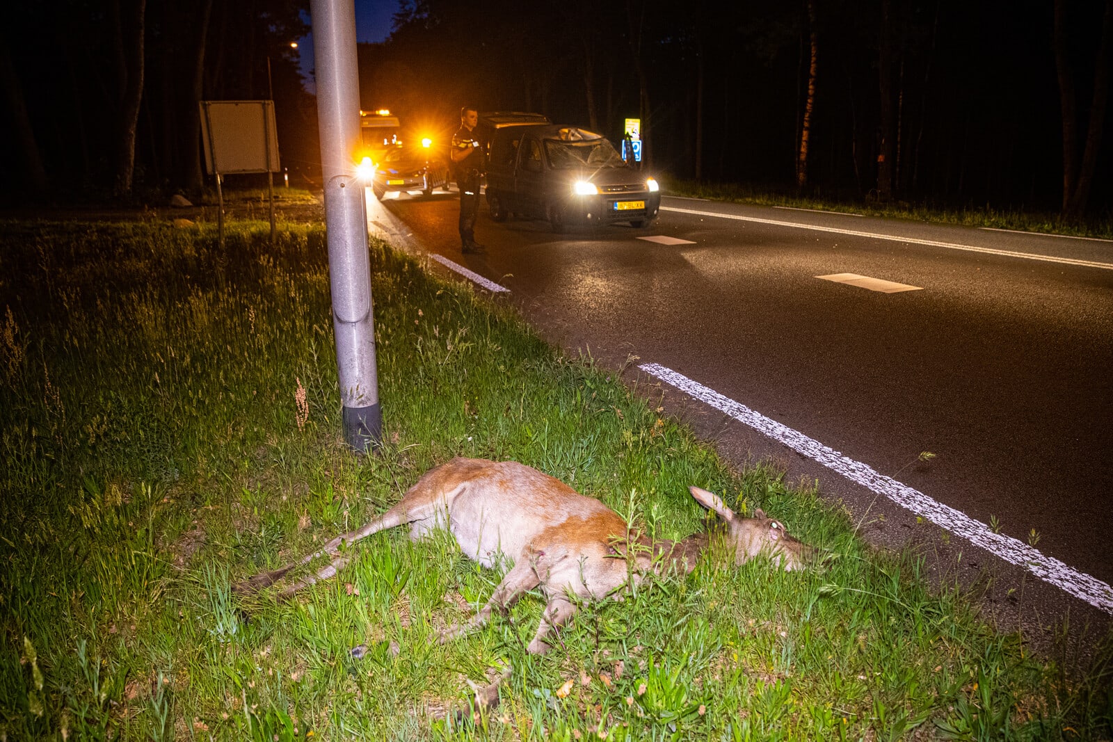 Edelhert komt om het leven bij frontale aanrijding met automobilist
