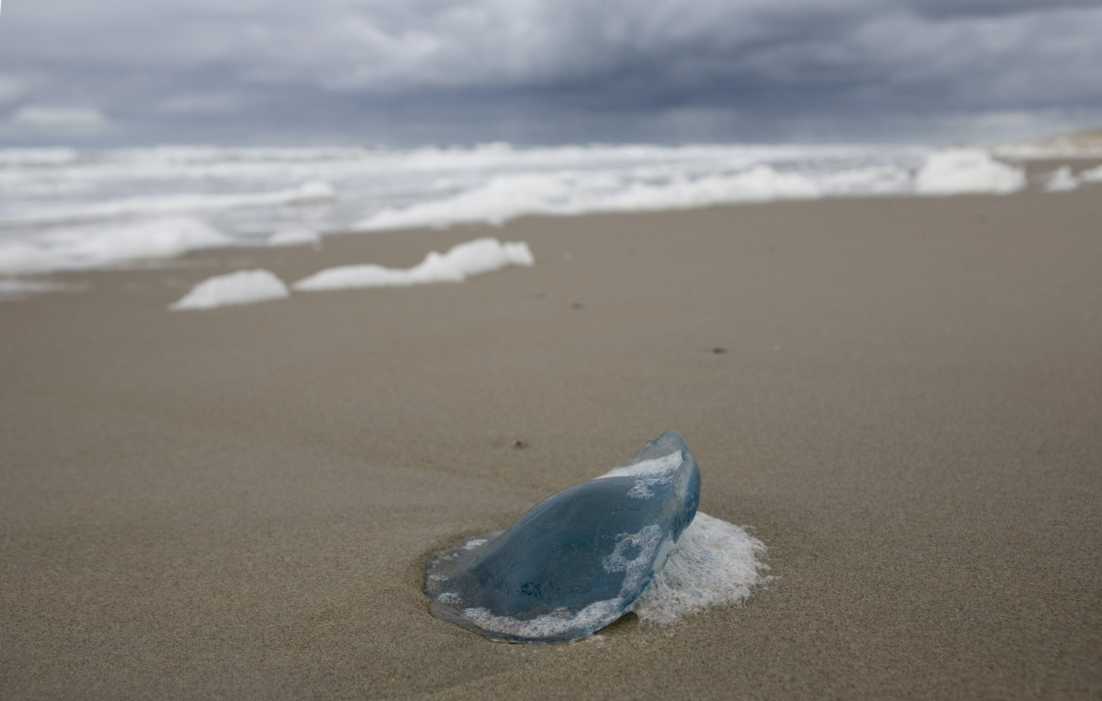 Veel kwallen in zee verwacht, wat moet je doen bij een kwallenbeet?