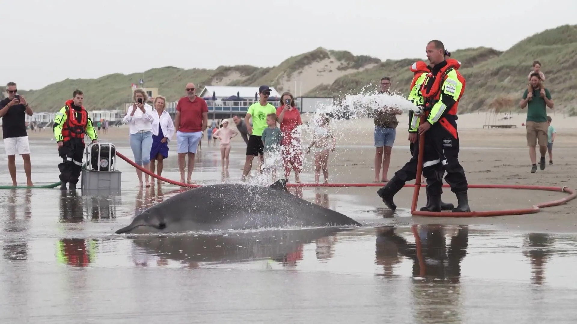 Beide aangespoelde dolfijnen bij Heemskerk overleden