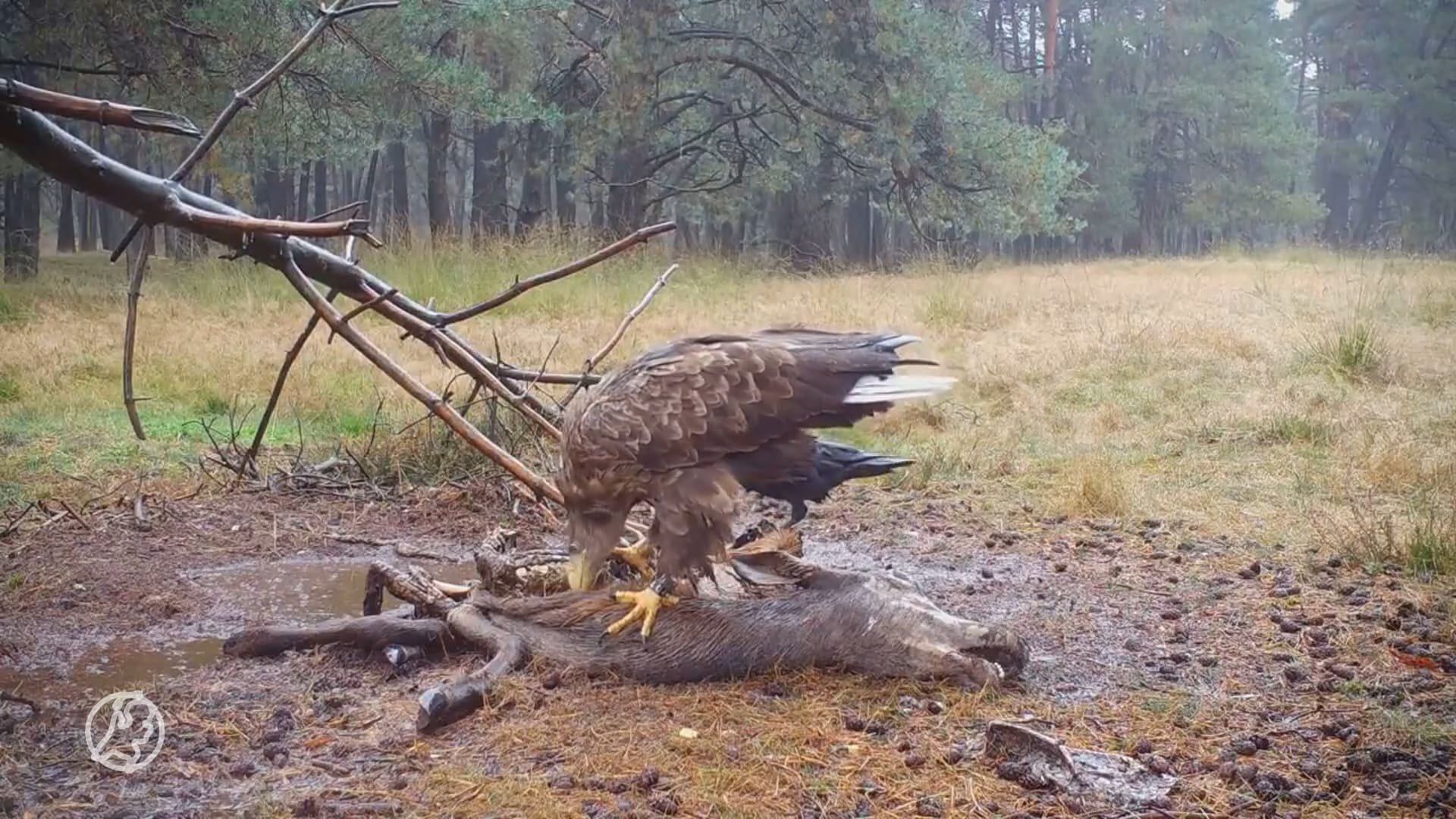 Unieke beelden: zeearend verschijnt voor wildcamera op Zuid-Veluwe