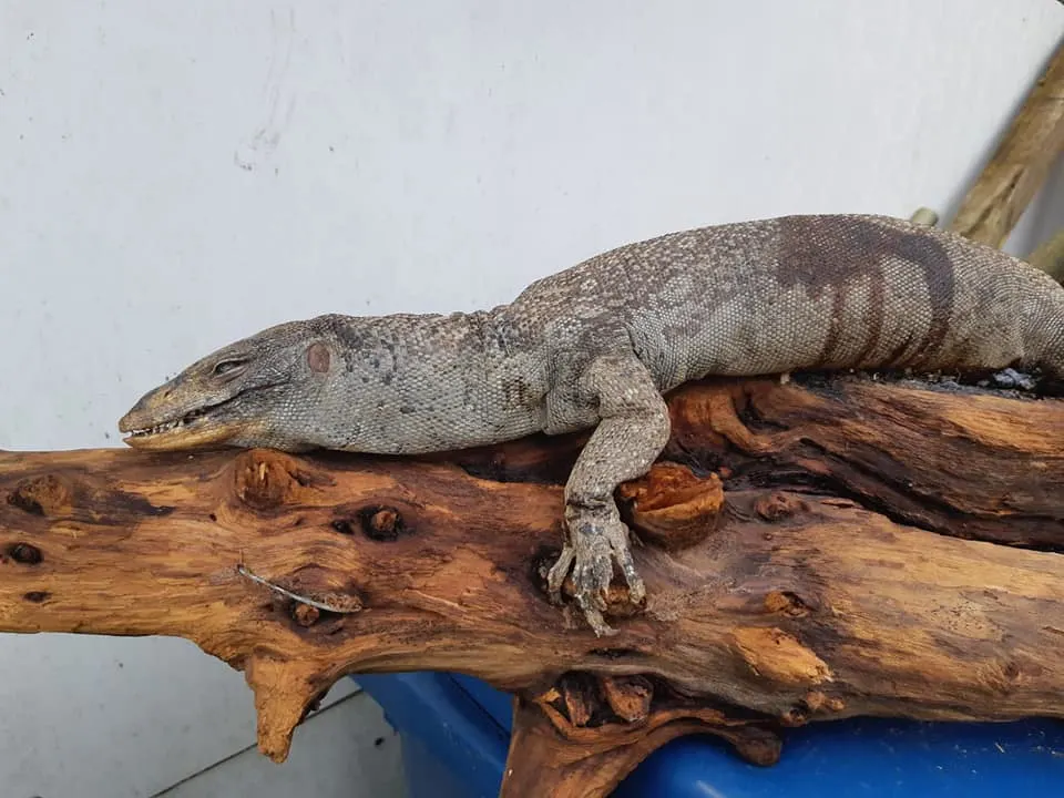 Gigantische 'leguaan' jaagt buurtbewoners in Alkmaar de stuipen op het lijf
