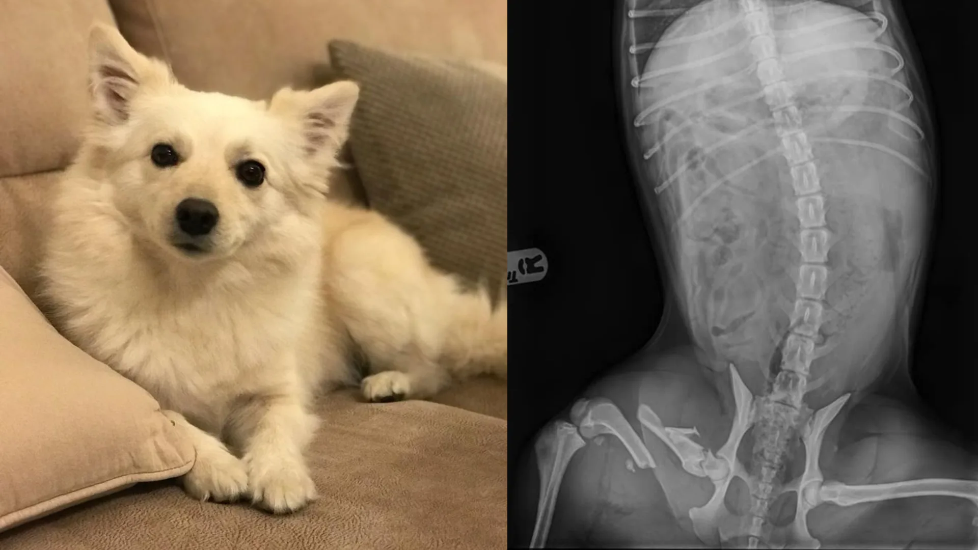 Hond Luna door buurman op de stoep gesmeten: 'Ze is enorm toegetakeld'