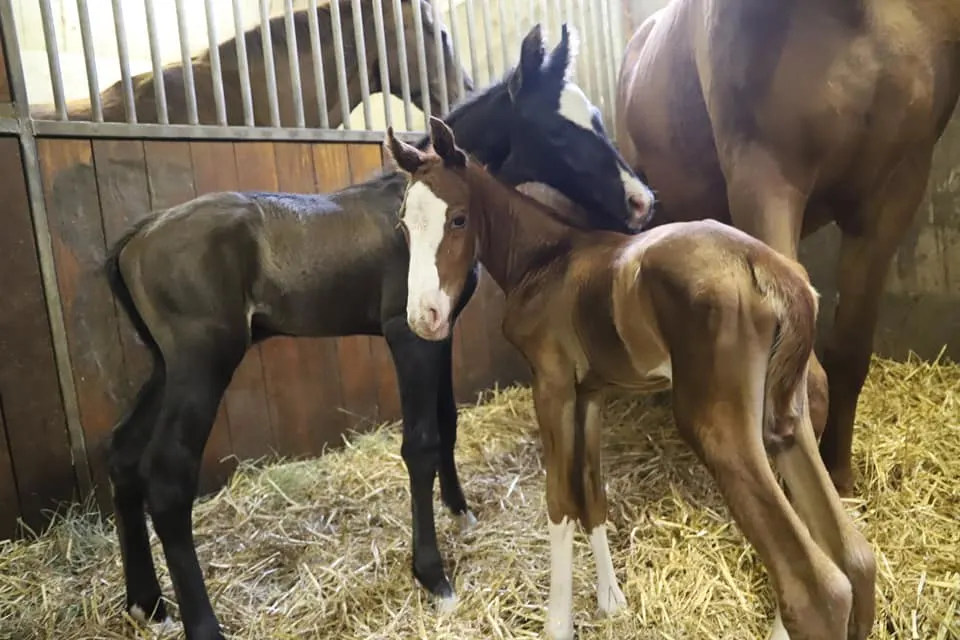 Zeldzame paardentweeling geboren: 'Ik zag ineens vier voetjes in plaats van twee'