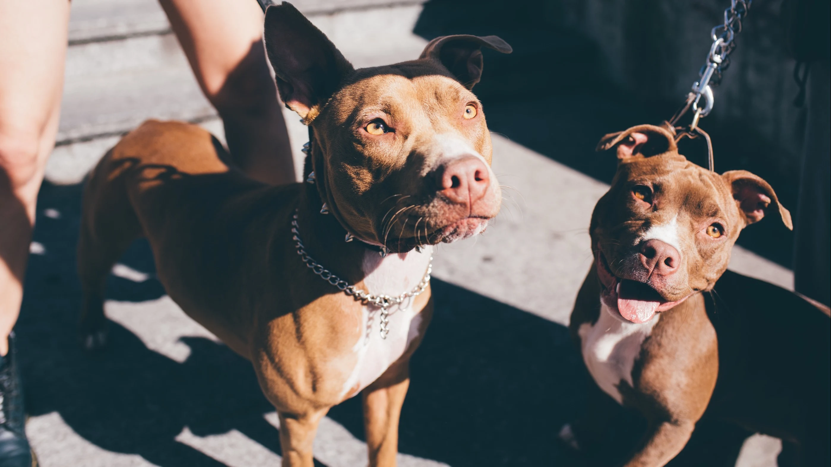 Waakhond die al gemuilkorfd had moeten zijn bijt weer: vrouw (29) gewond