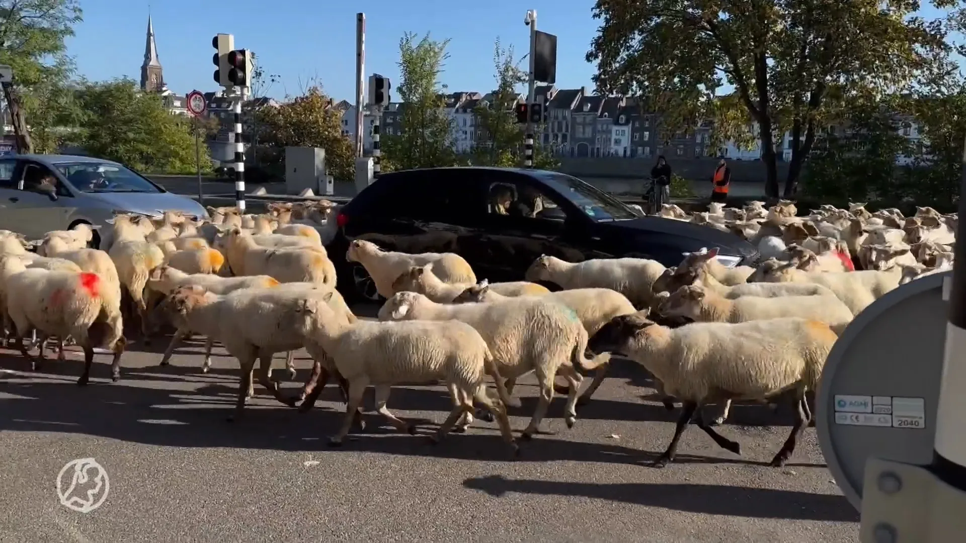 ZIEN: Kudde schapen trekt door hartje Maastricht