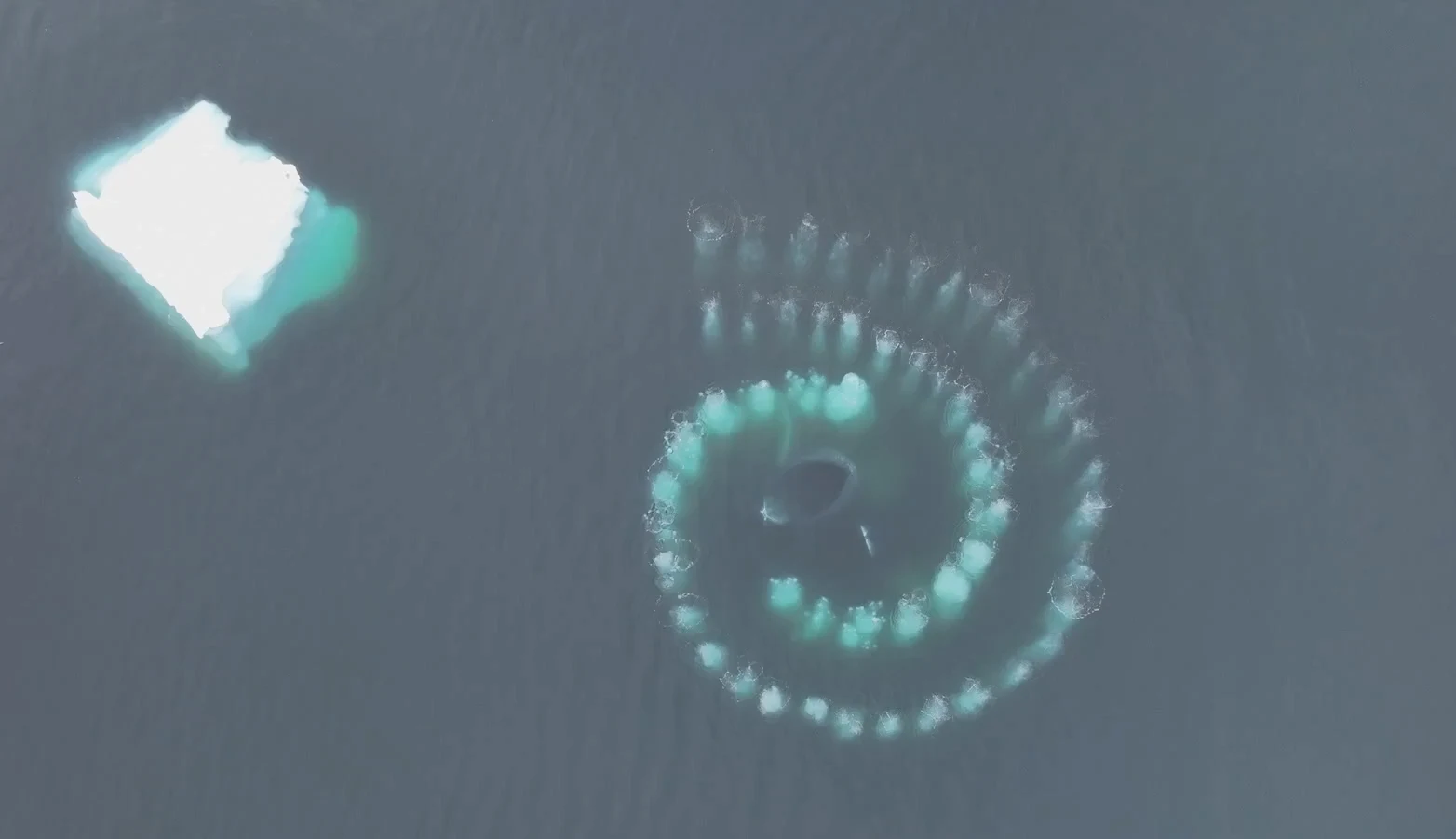 ZIEN: Nederlander legt bijzonder natuurfenomeen vast bij Antarctica