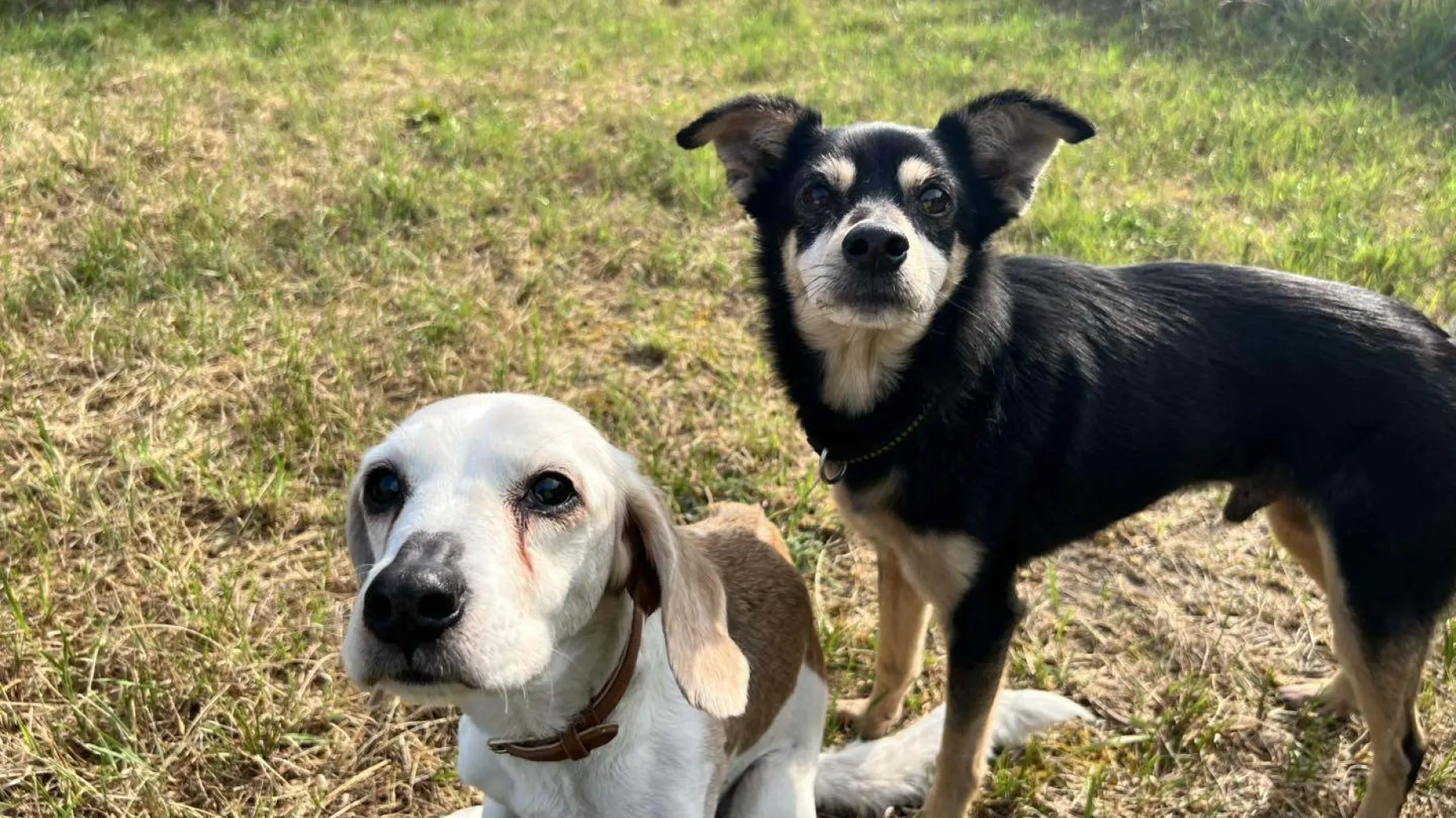 Bij de honden af: gedumpte Poppy en Teddy janken van pijn bij aanraking