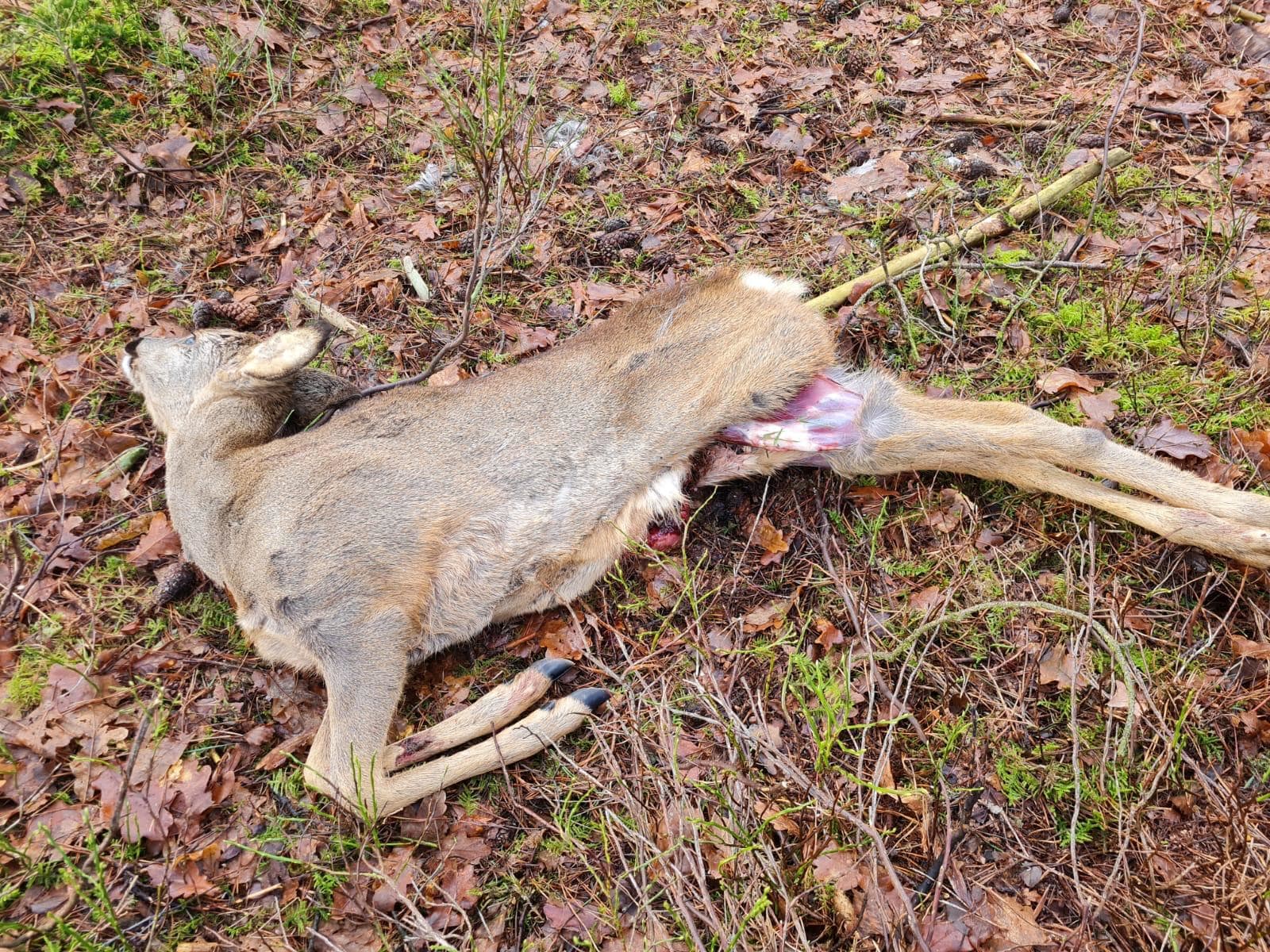 Veel bijtincidenten bij wilde dieren door loslopende honden: 'Na een beet moeten ze afgeschoten worden'