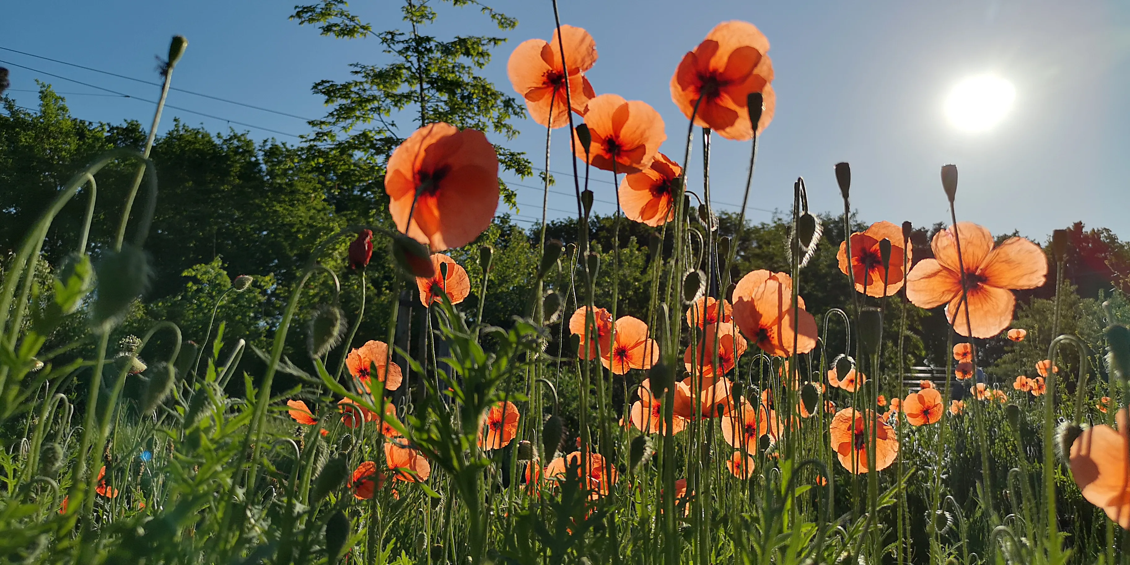 Weersverwachting: In het oosten vanmiddag zware onweersbuien