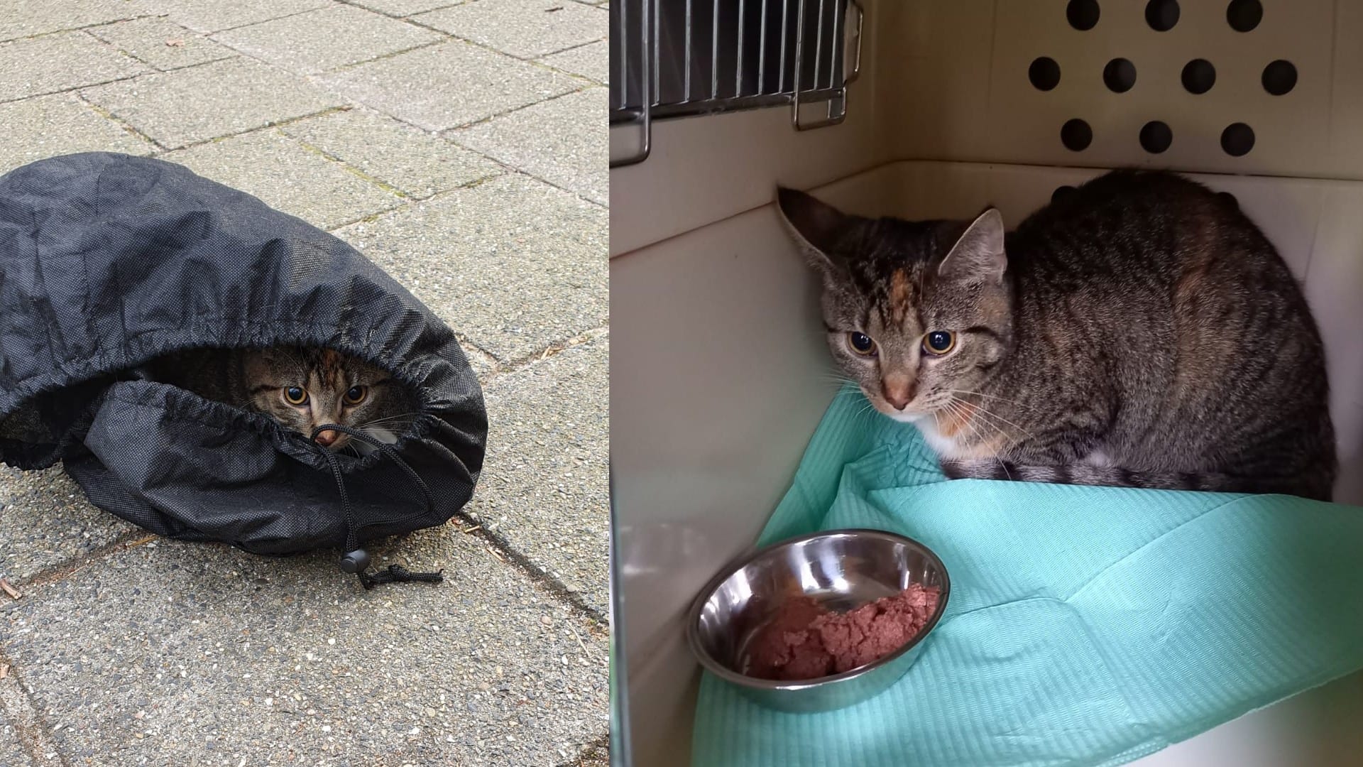 Amsterdamse jongens vinden poes in afgesloten zak: 'Hij was in paniek en angstig'