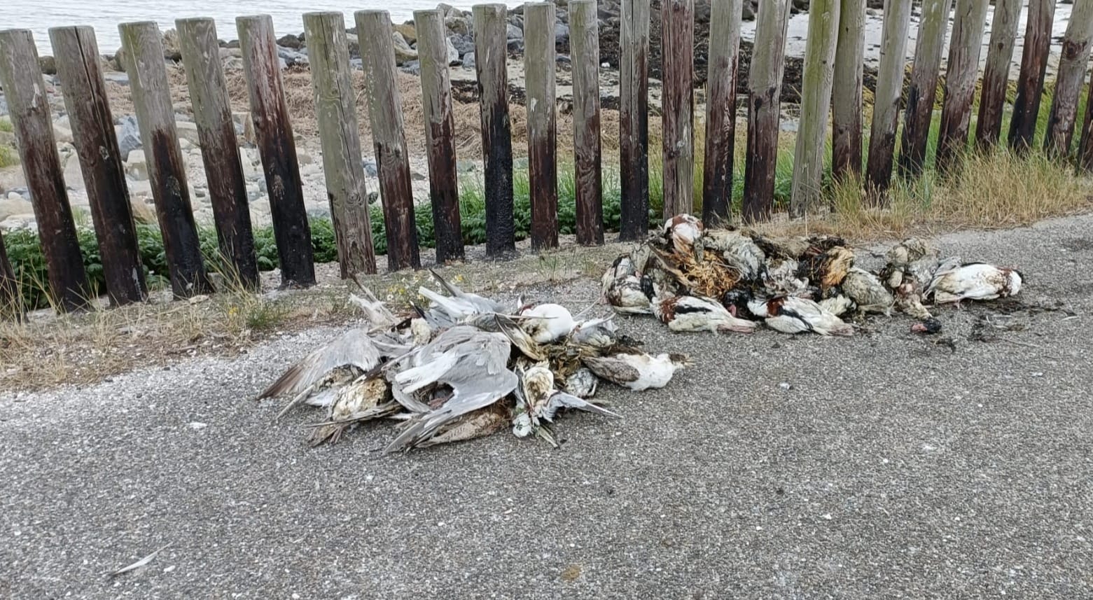 Tientallen dode vogels aangespoeld op stranden Walcheren, mijd contact met vogels