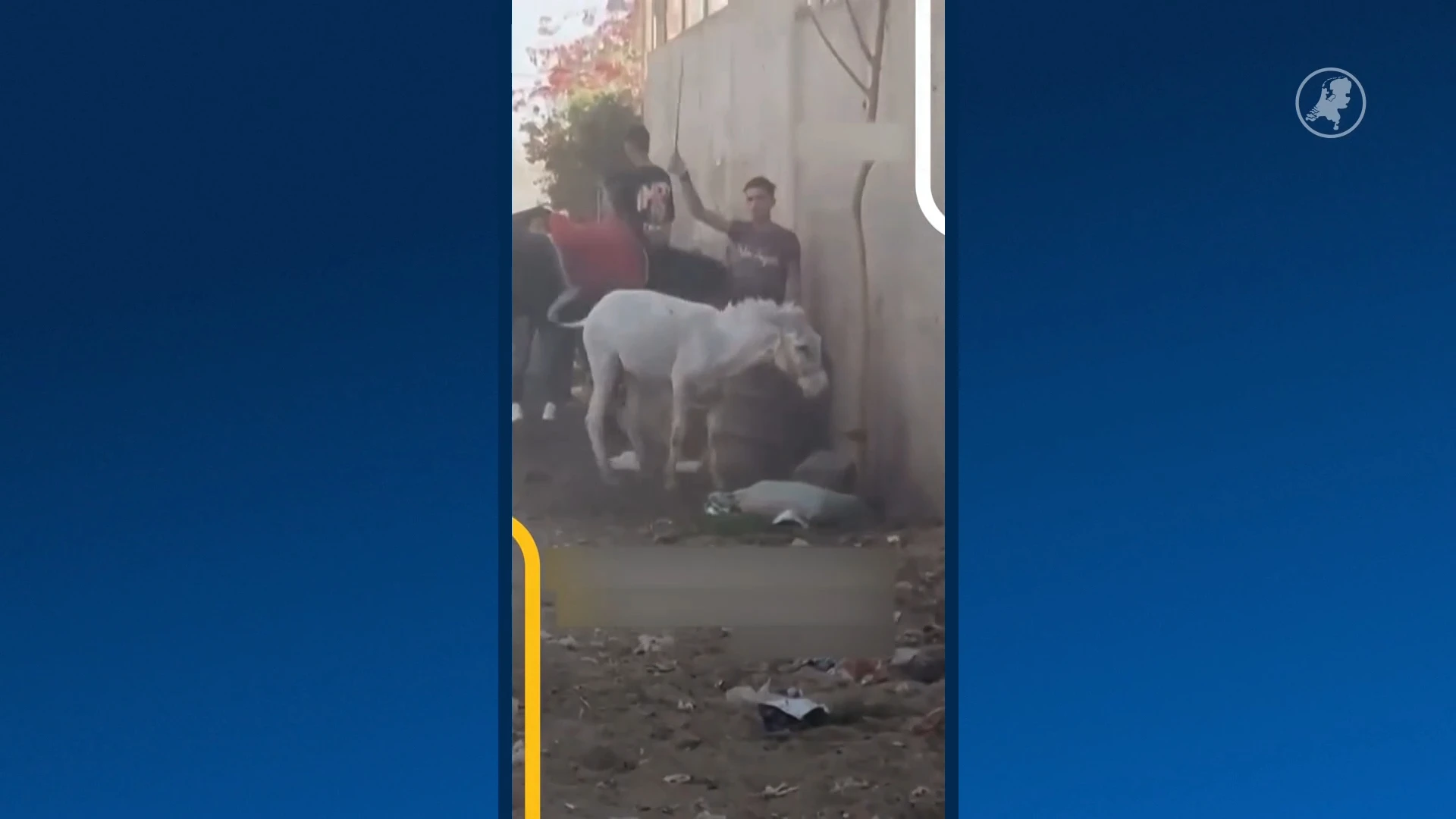 Ezel mishandeld bij piramides: Nederlandse vrouw grijpt heldhaftig in