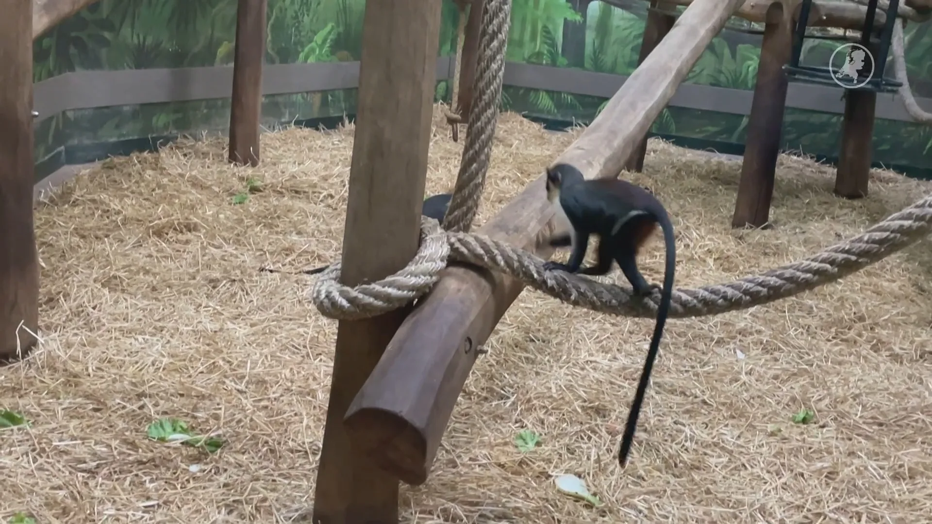 Nieuwe apensoort in Blijdorp, dianameerkatten, voelt zich al thuis
