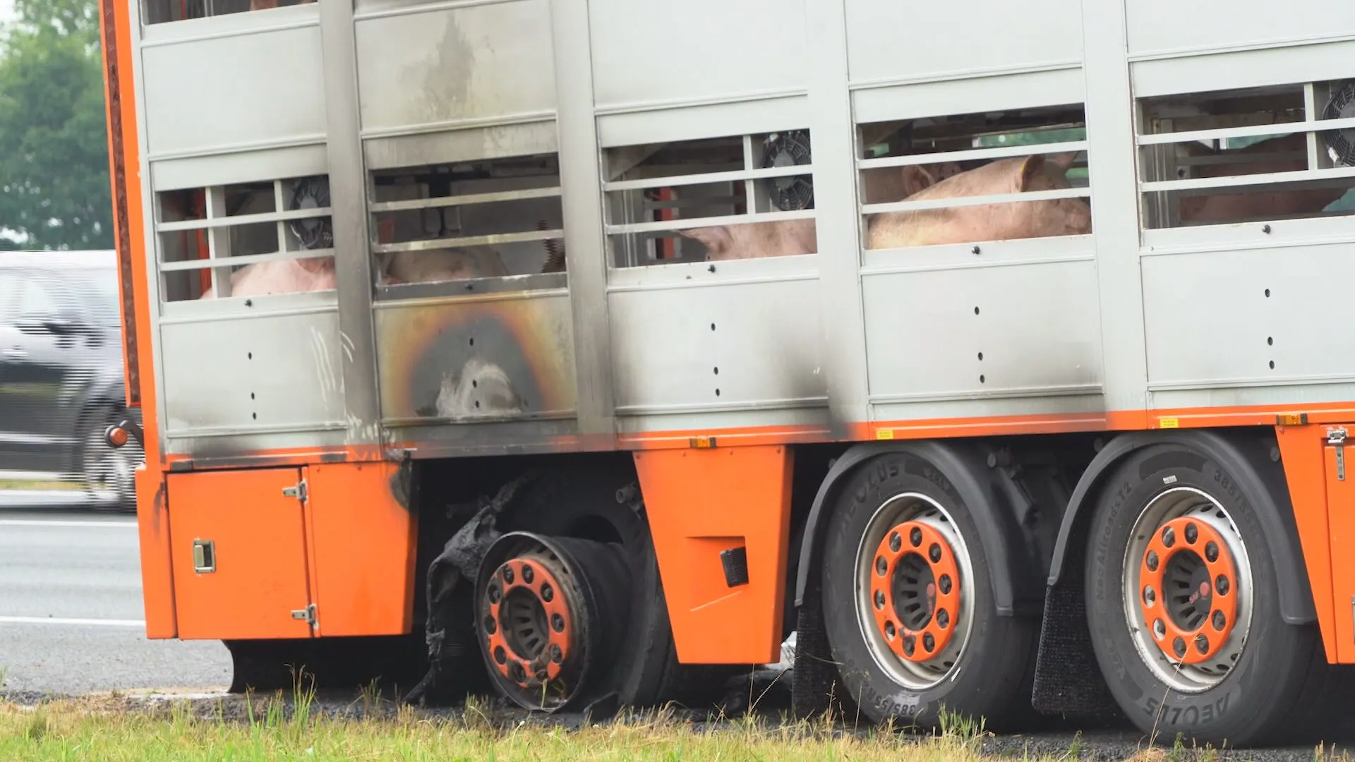 Truck vol varkens op A28 richting Zwolle vliegt in brand