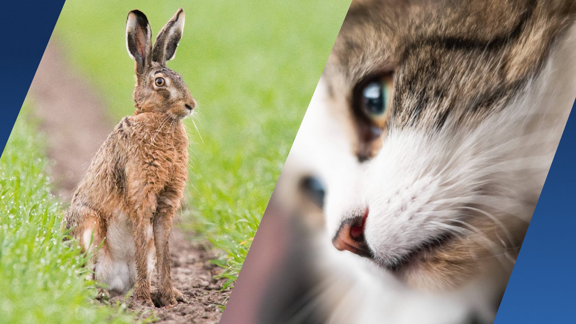 Ecomare: houd je kat binnen tijdens geboorteseizoen haasjes