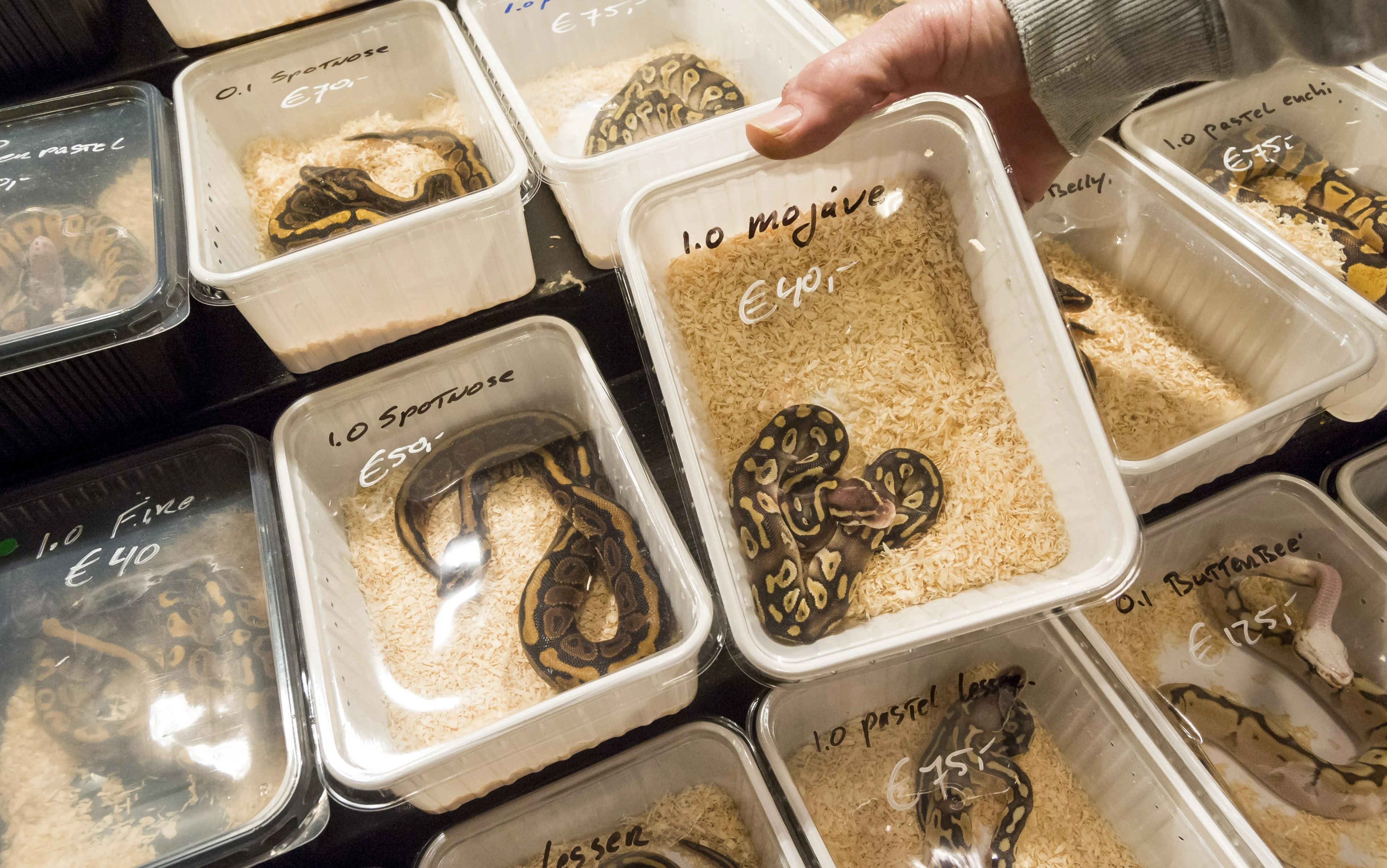 Kamer wil verbod op reptielenbeurzen, liefhebbers balen