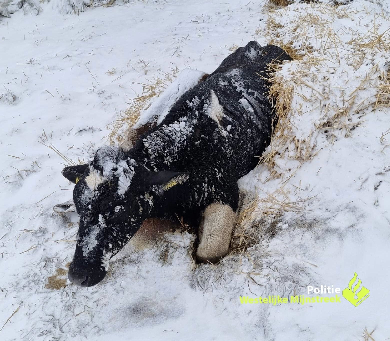 Verwaarloosde koe ingeslapen die wekenlang in sneeuw lag in Stein