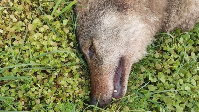 Dode wolf gevonden op A2 bij Nederweert