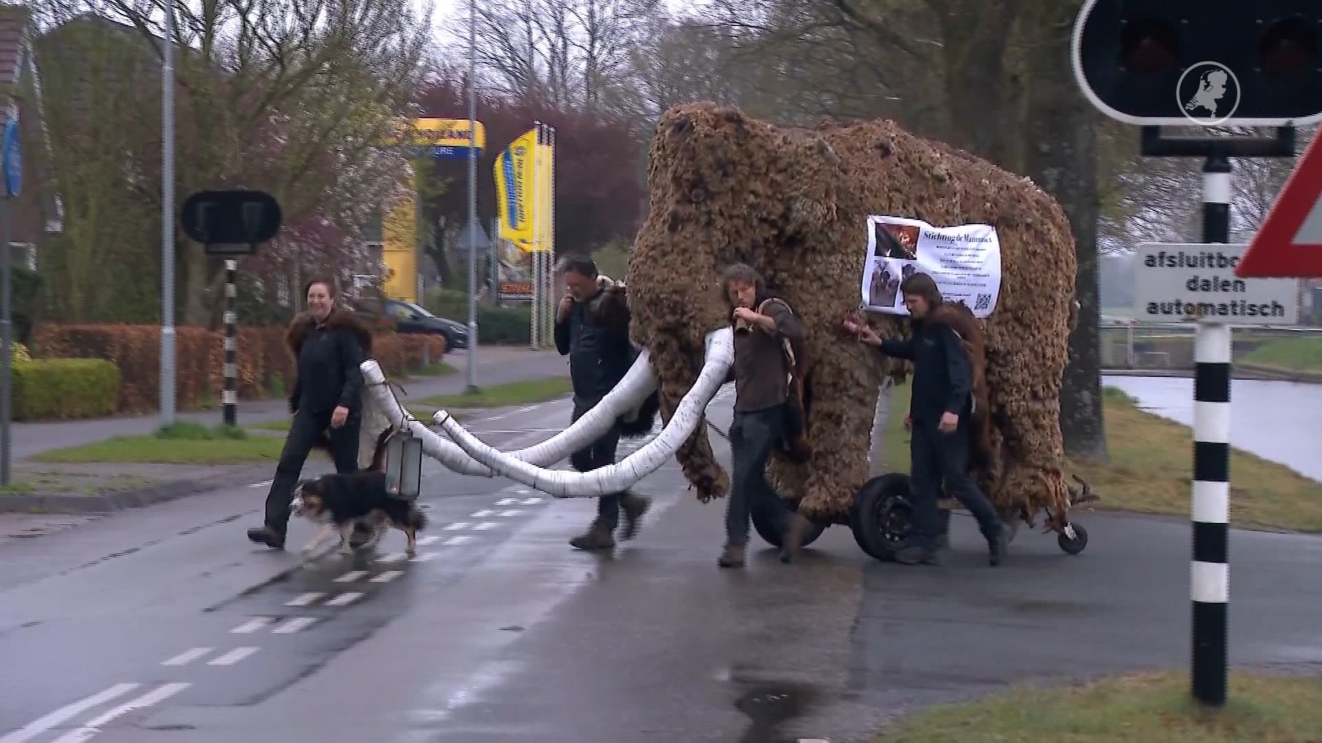 Mammoet op wielen naar Den Haag om paasvuur te redden: 'Laat het niet uitsterven'