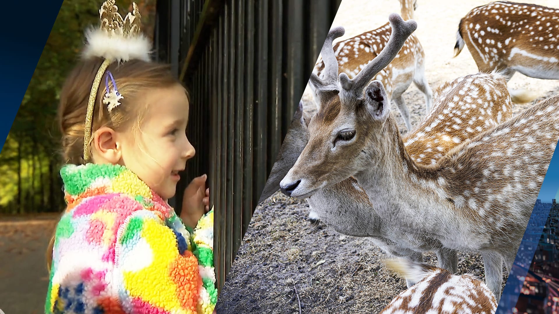 Kabinet houdt vast aan verbod op hertenkampen