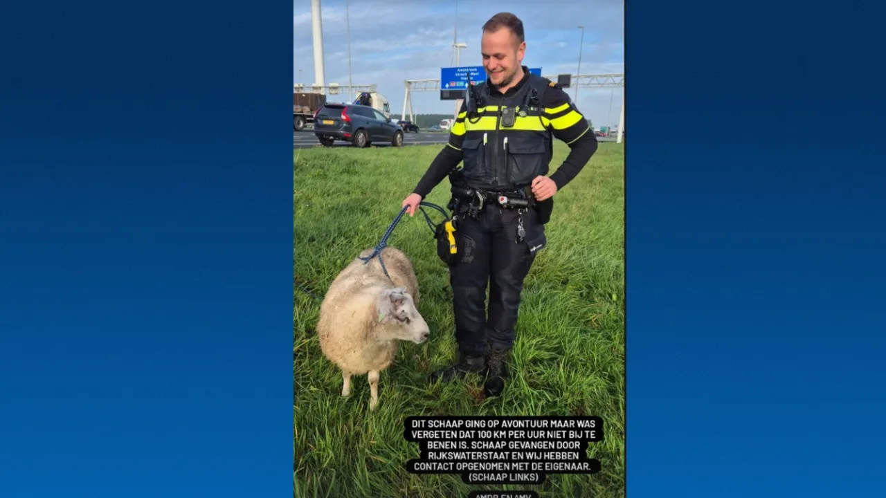 Schaap wandelt over A2, verkeer tijdelijk lamgelegd
