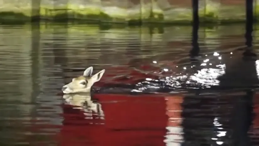 ZIEN: Ontsnapte damherten maken uitstapje naar uitgaansplein en duiken kanaal in