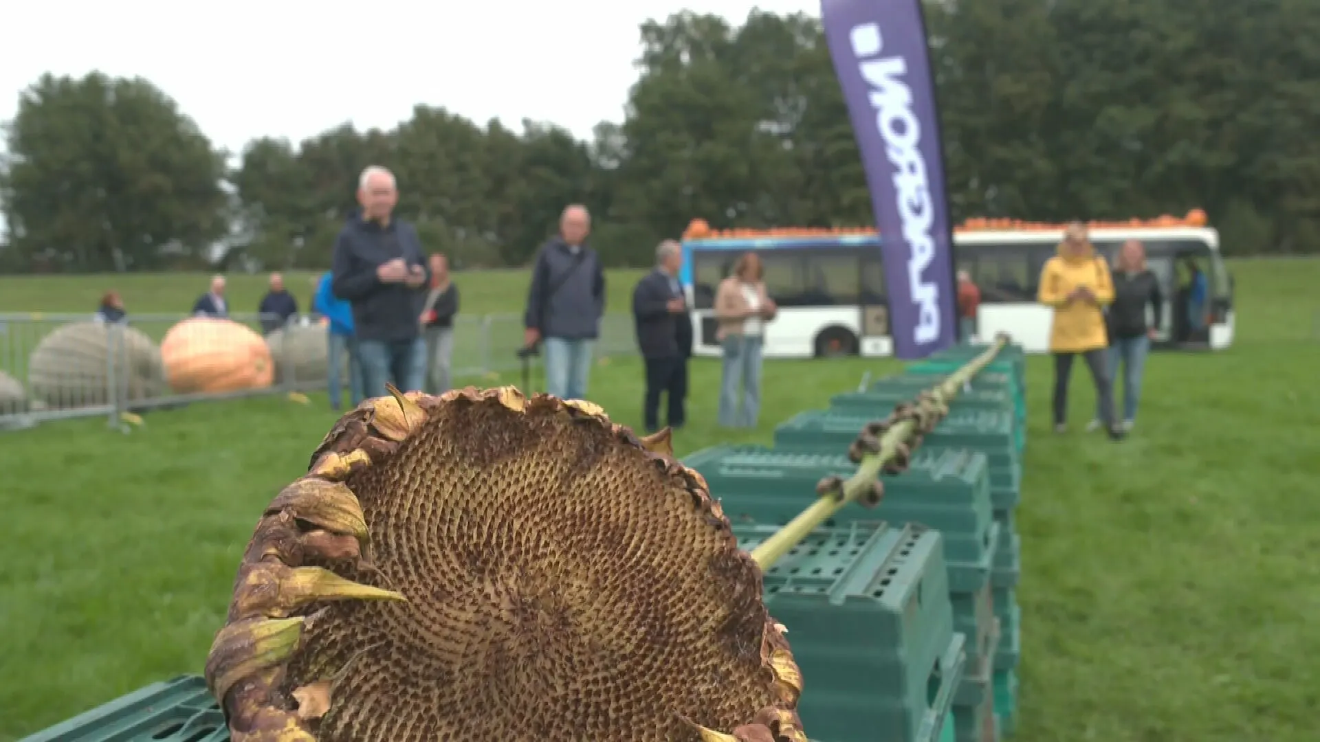 Jeroen uit Enschede breekt record met gigantische zonnebloem: zo lang is 'ie