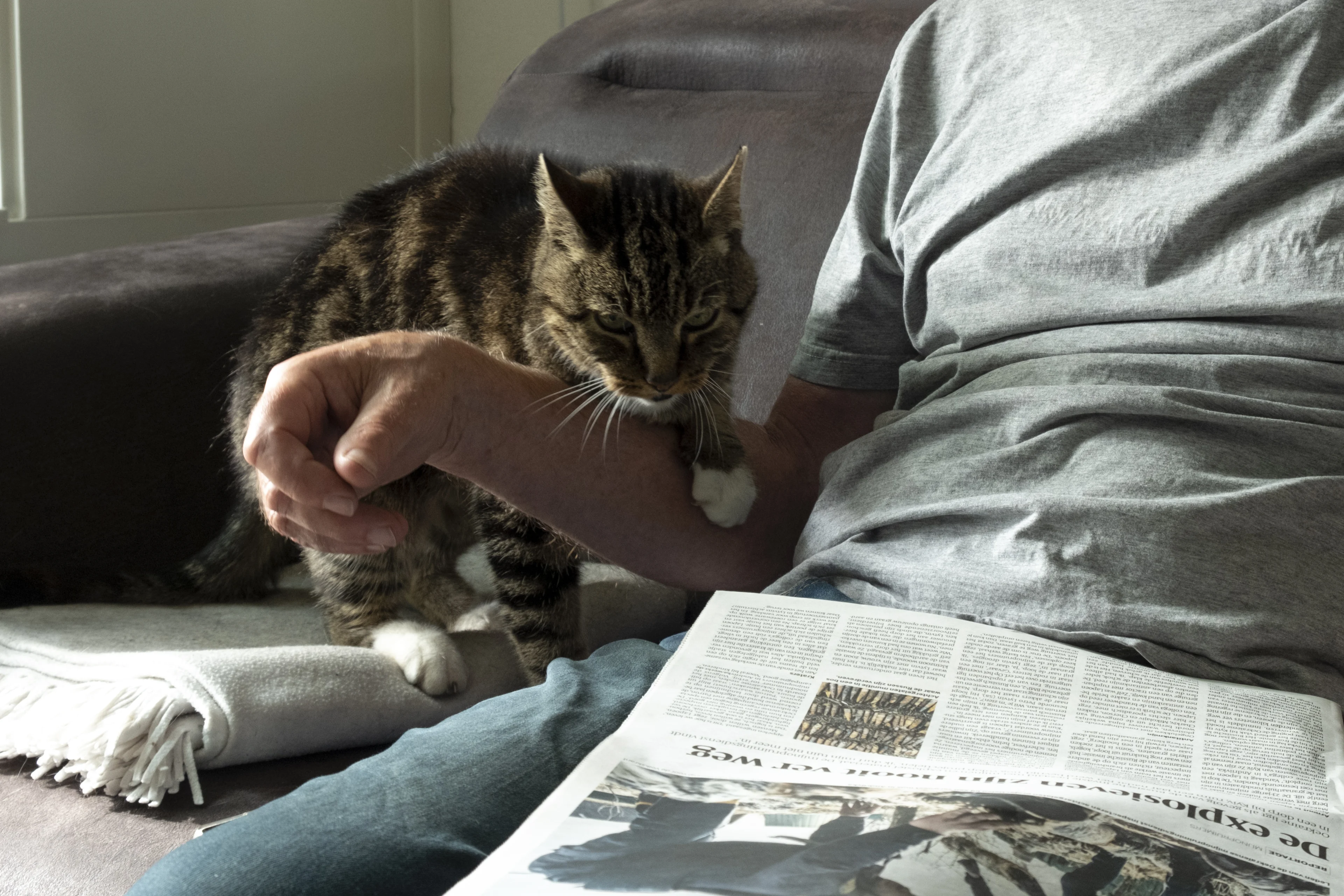 Kat Memphis na acht jaar weer terug bij baasje: 'Echt heel bizar'