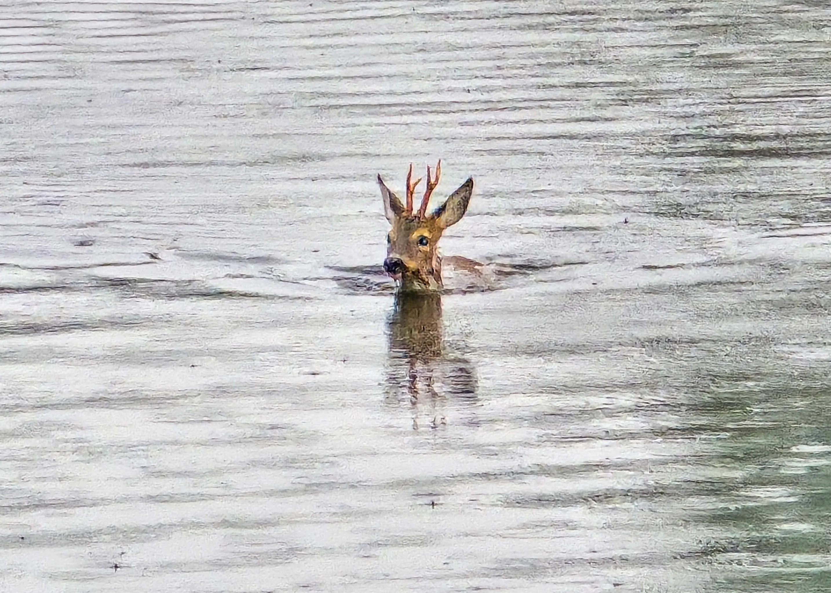 Reebok vecht voor zijn leven in kanaal, vissers en brandweer schieten te hulp
