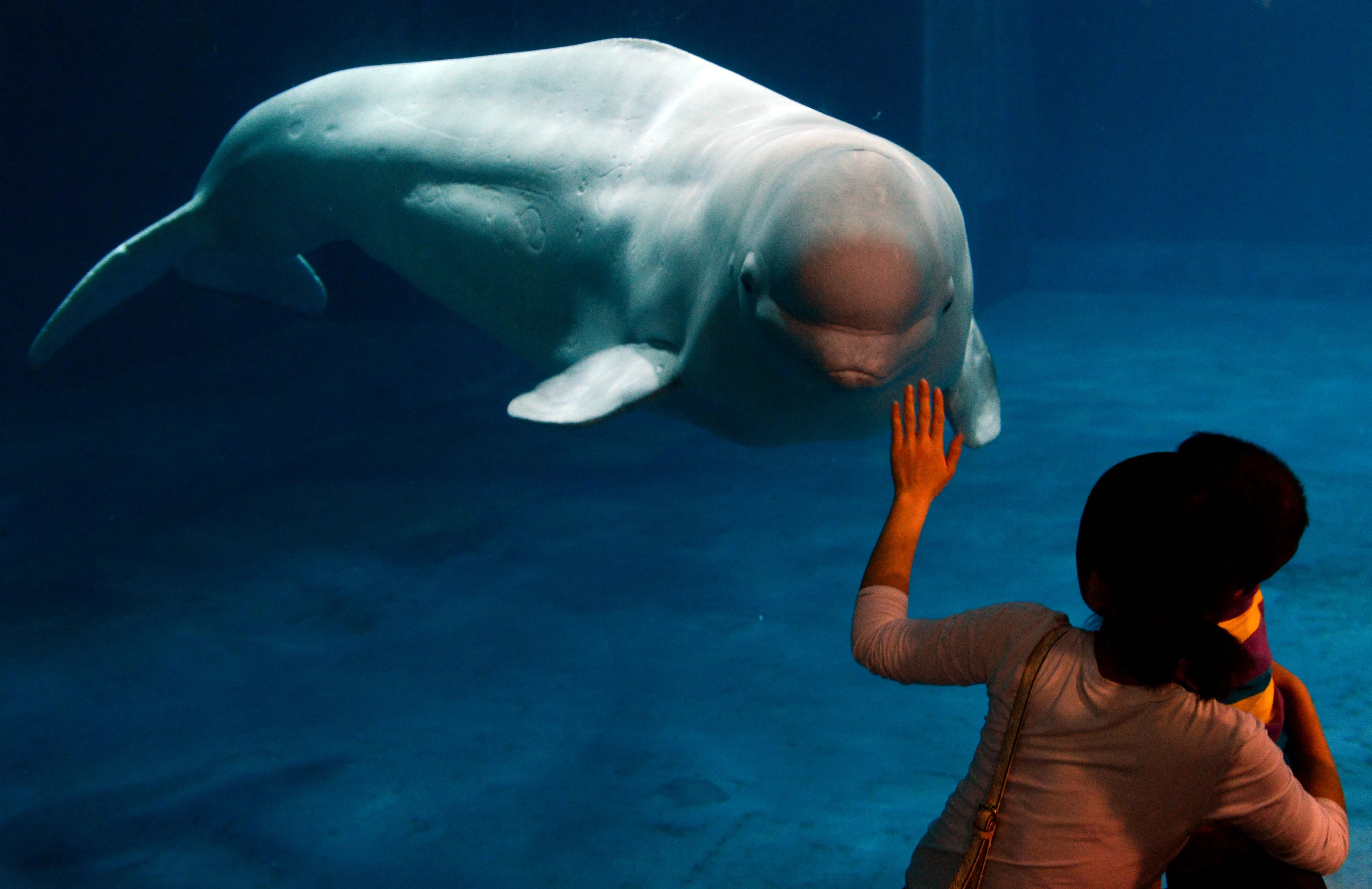 Witte dolfijn gespot bij Callantsoog, laatste keer was vorige eeuw