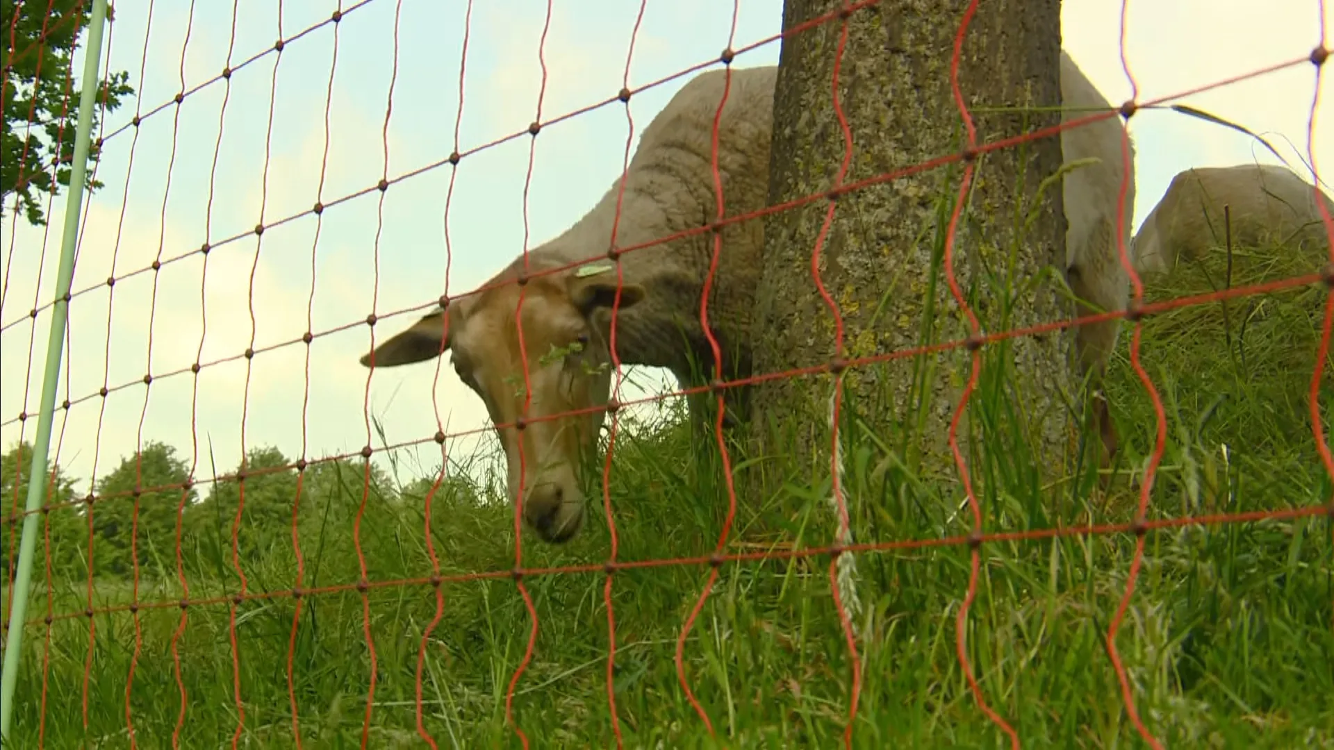 Gelderse boeren kunnen rekenen op geld voor maatregelen tegen rondzwervende wolven