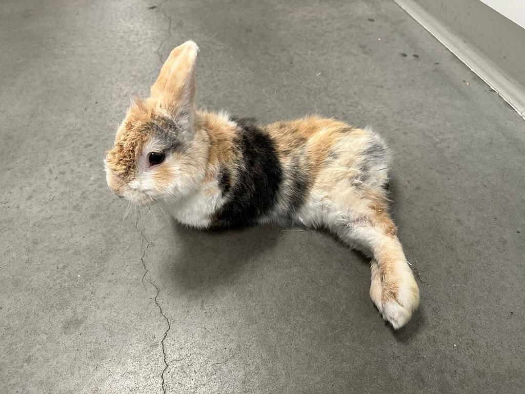 Verwaarloosd konijn achtergelaten in een doos in Haags park