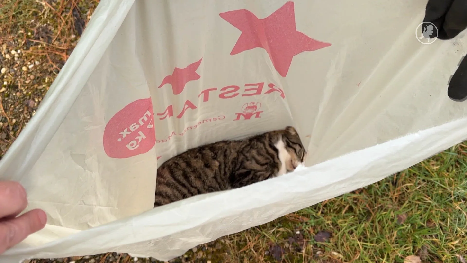 Dode kat gevonden in restafvalzak in Maastricht